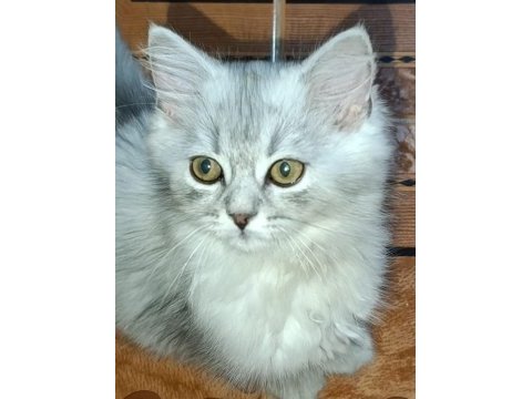 British longhair silver mükemmel gene sahipler