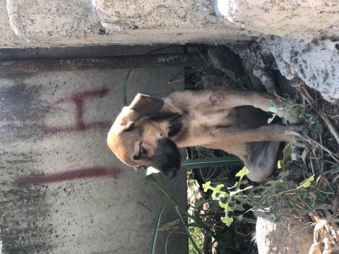 Şirin av köpeği yavruları sahiplendirilecektir
