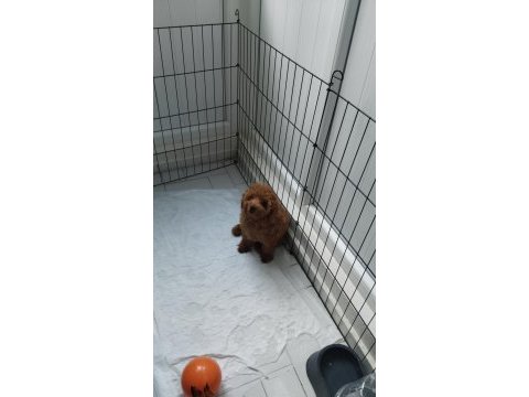 Acil toy poodle