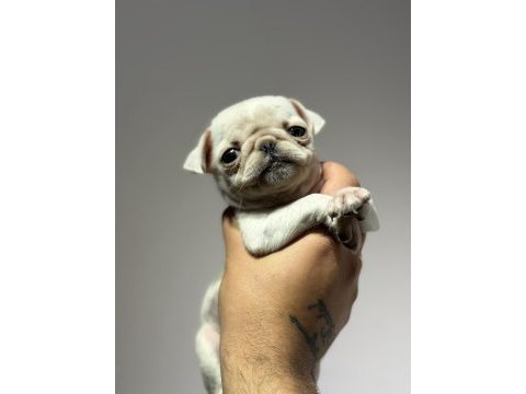 Egzotik beyaz pug mops erkek bebek