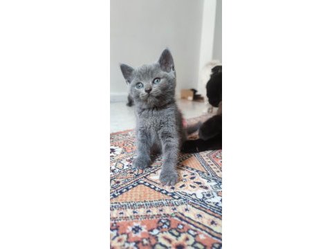 Çikolata dondurma british shorthair