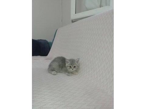 British longhair yavrularımız siz sahiplerini bekliyorlar