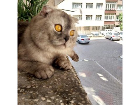 Acil satılık scottish fold