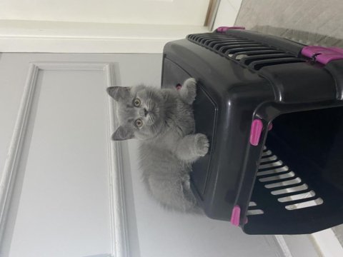Yavru british shorthair