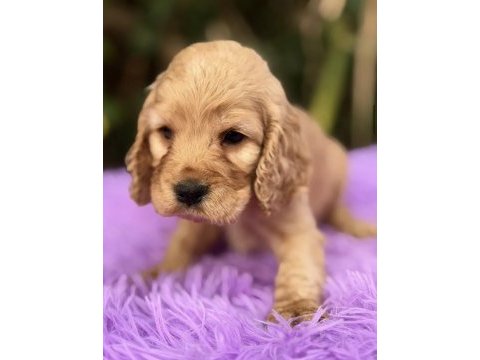 Kızıl cocker yavru köpeklerimiz