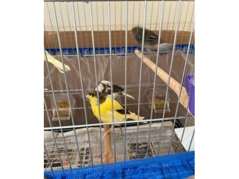 Slajuar bülbülü kanarya yavruları ev üretim