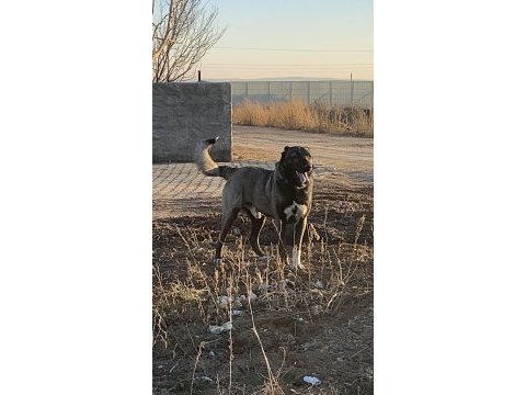 Köpeğimizin bedelini ödeyen alır