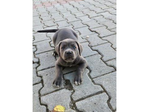 Dev cane corso italiano yavruları