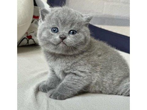Topaç kafa gri british shorthair