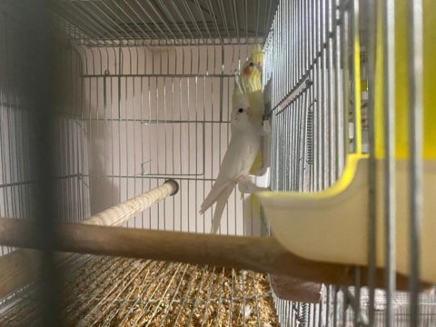 Evcil sultan papağanları yeme düştü