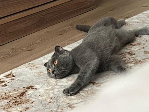 Dişi uysal sevimli scottish fold