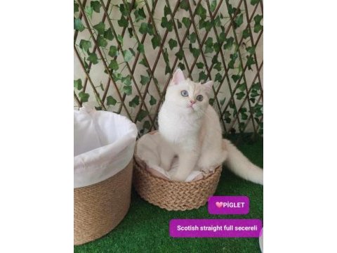 Safkan gerçek british shorthair bebekler