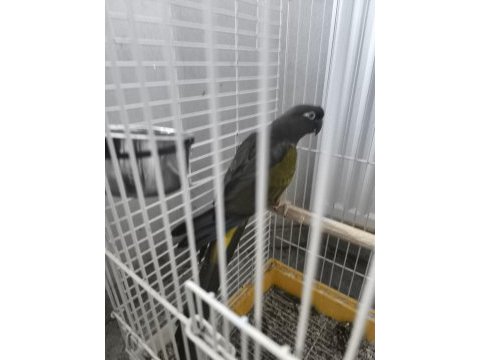 Petagonya konur papağanı evcil degildir