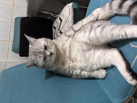 2 yaşında erkek beitish shorthair