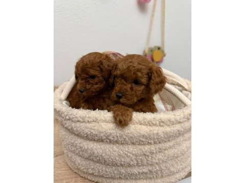 Red brown toy poodle yavrular