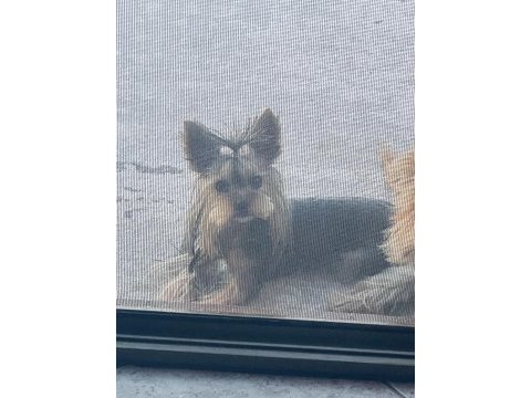 Safkan köpeğimiz sultan hanım