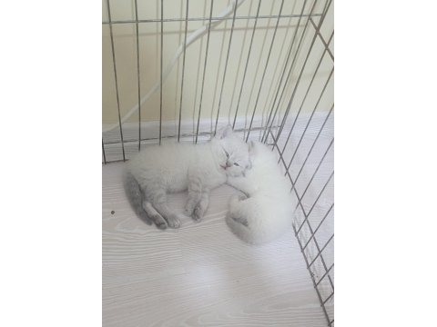 British shorthair blue point yavrular