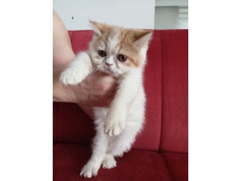 Dişi 2 aylık exotic shorthair kedisi