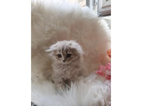 British longhair lilac yavrularımız