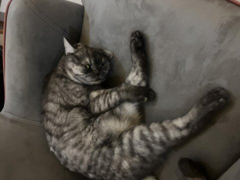Kedimiz gofret için yuva arıyoruz