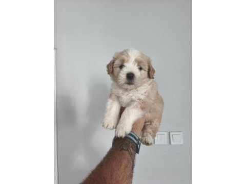 Maltipoo bebekleri