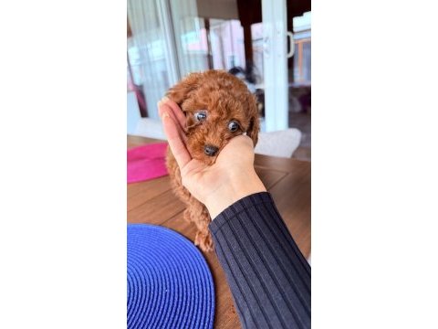 Sağlıklı 3 aylık toy poodle
