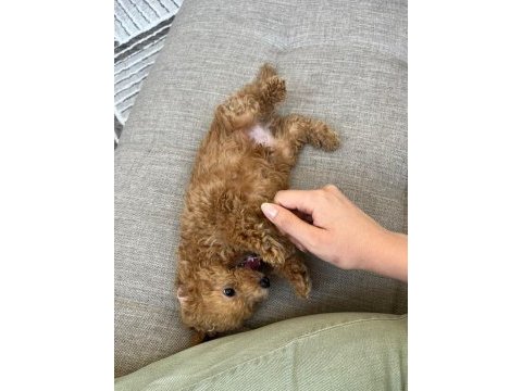 0 numara toy poodle 2 aylık erkek