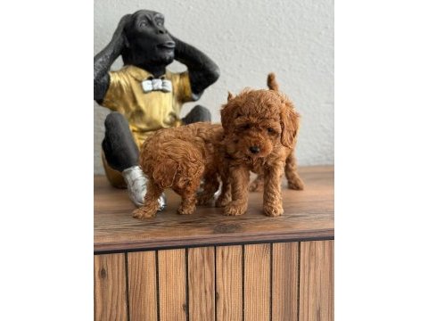 Üst kalite tea cup poodle yavrular