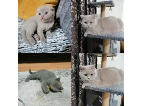 Kedi sahiplendirme scottish fold