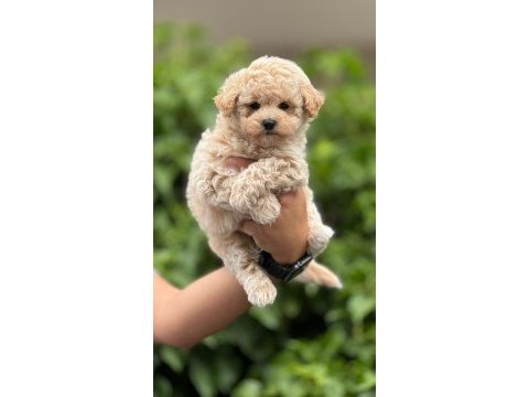 Maltipoo yavrularımız