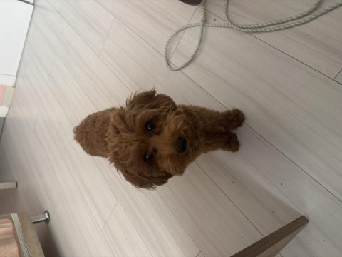 7 aylık maltipoo ücretsiz sahiplendirme