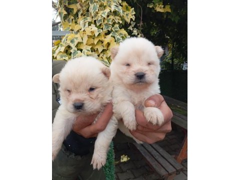 Çin aslanı chow chow bebekler