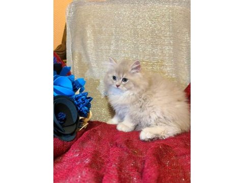 British longhair yavrular