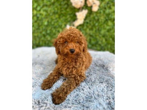 Toy poodle bebekler