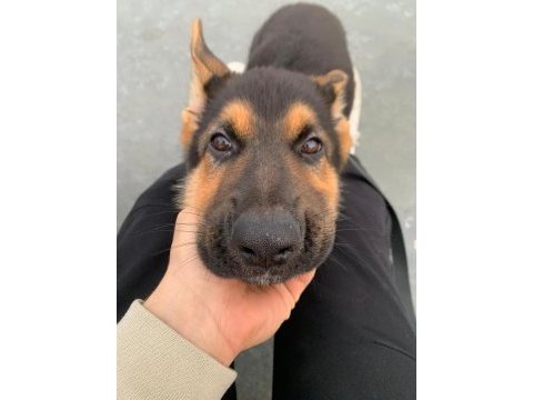 Yavru alman kurduna yeni bir yuva arıyoruz