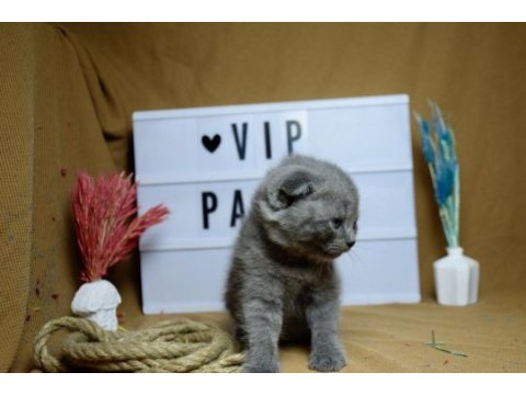 Safkan top kafa scottish fold yavrumuz