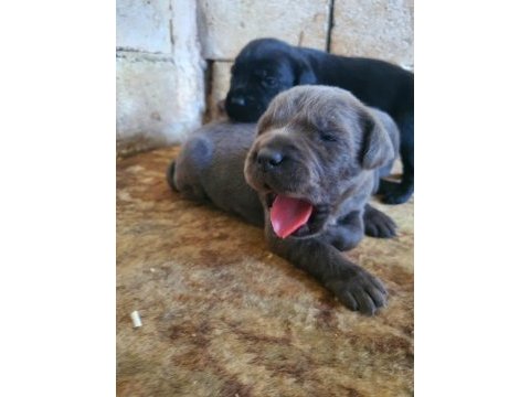 Blue cane corso yavrularımız