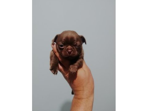 Şivava köpeklerimiz yeni yuvalarını arıyorlar