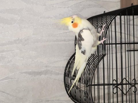 Erkek sultan papağanı 1.5 yaşında şarkılar söyler
