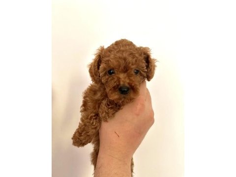 Orjinal red brown teacup poodle (en küçük boy)