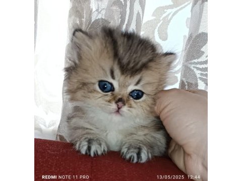British longhair golden ny25 dişi yavrular