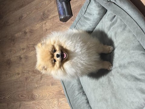 Pomeranian boo ayıcık yüz acil sahiplendirme