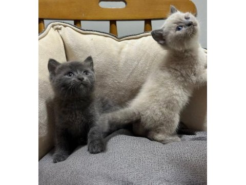 Blue point ve gri british shorthair