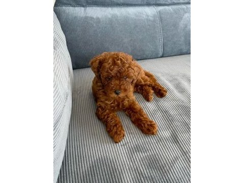 Bebek toy poodle