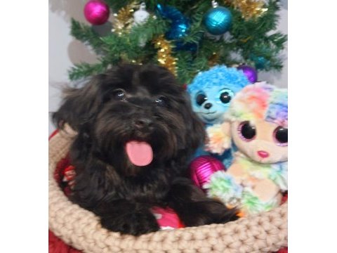 Poodle anne kore maltese baba orjinal maltipoo