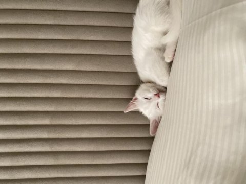 2 buçuk aylık ankara kedisi istanbul içi