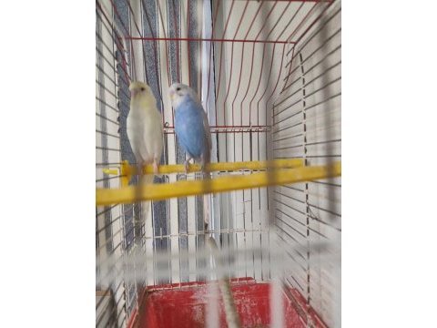 Hazır çift ve yavru kuşlar