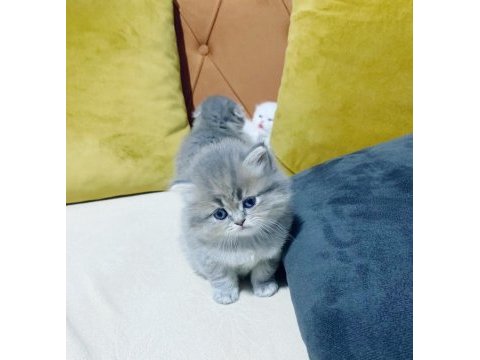 2 aylık şirin british longhair yavrular