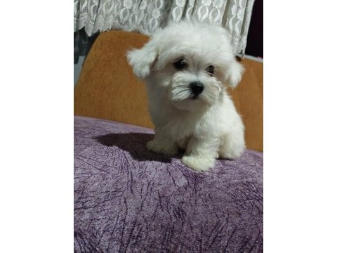 Orjinal maltese terrier 4 aylık