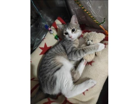 Gri tekir kedi